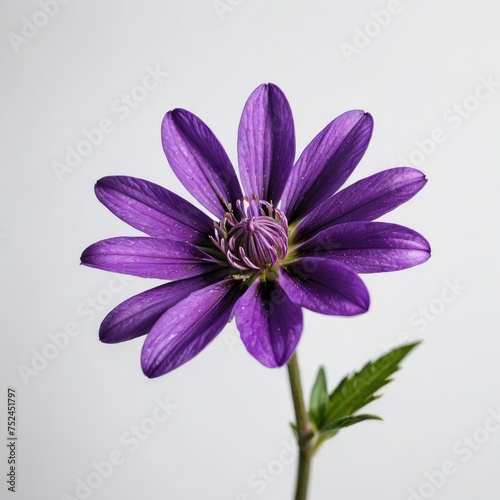 dahlia flower on white 