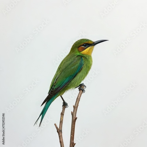 kingfisher on branch  © Deanmon