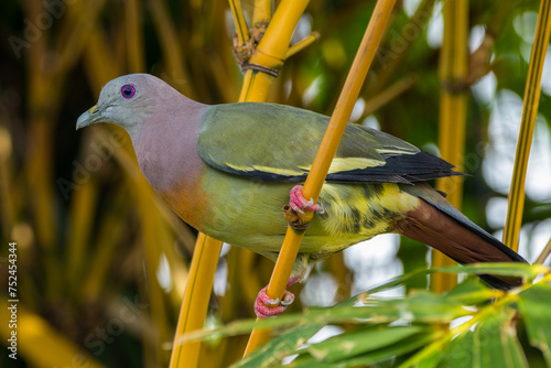 The pink-necked green pigeon (Treron vernans) is a species of bird of the pigeon and dove family, Columbidae photo