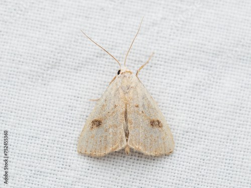 Rivula sericealis, the straw dot, is a moth of the family Noctuidae.