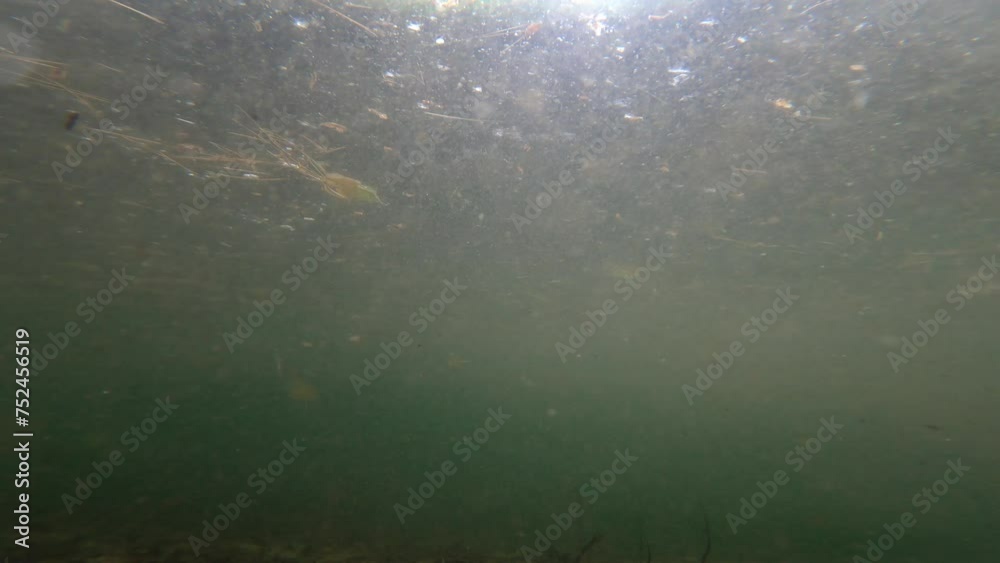Underwater 0075 Timelapse Pond Underwater 0075 Timelapse Pond