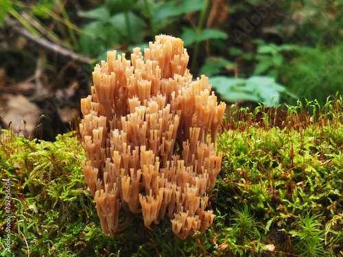 A variety of mushrooms in the autumn forest.