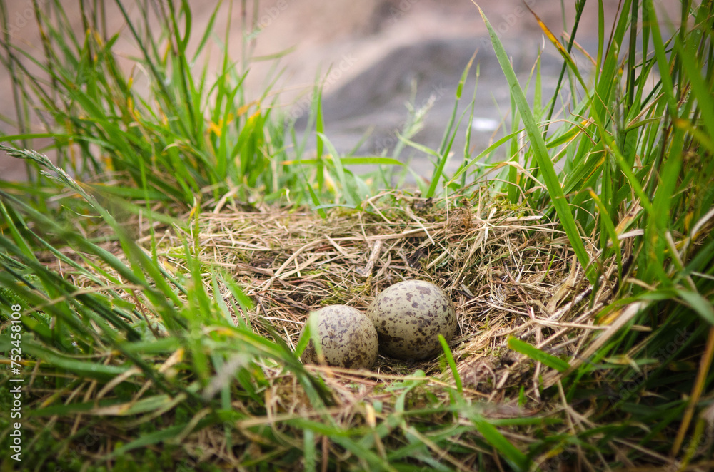 Obraz premium eggs in a nest