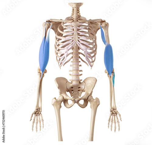 Middle part of the Deep Front Arm line - coracobrachialis, biceps brachii, brachialis, supinator