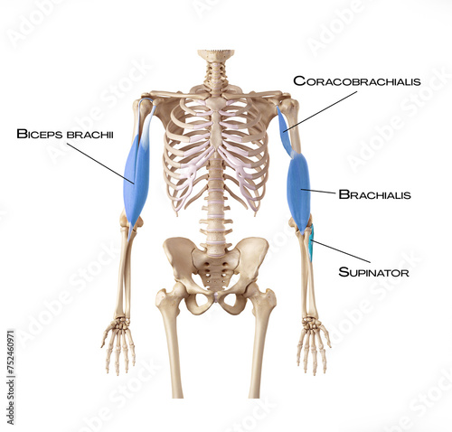 Middle part of the Deep Front Arm line - coracobrachialis, biceps brachii, brachialis, supinator