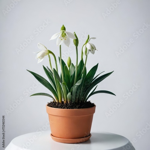 snowdrops in a vase on white 