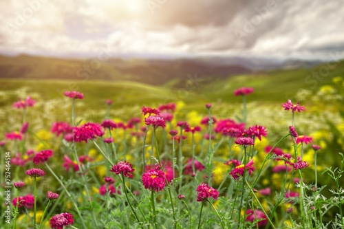 A beautiful spring colored flower field