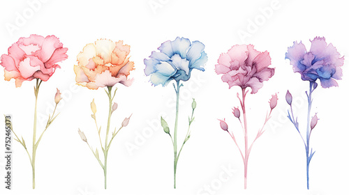Set floral branch vectors elements for bouquet design. Colorful carnations, tender white Gypsophila, leaves of Eucalyptus Baby Blue Spiral. Bunch with carnations is a symbol of Mother's day Holiday photo