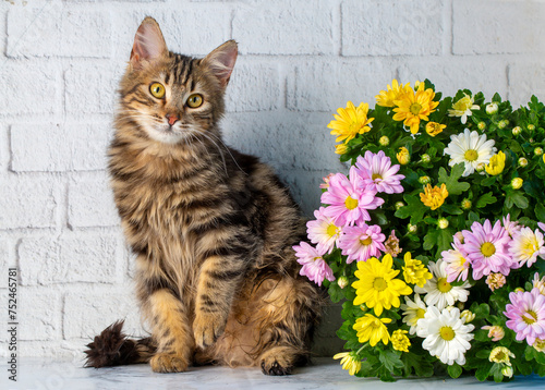 The long-haired tabby Norwe...
