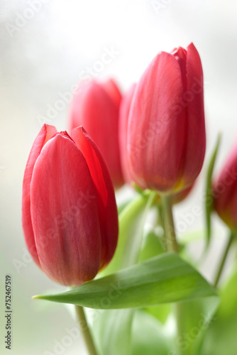 tiges de tulipes photo