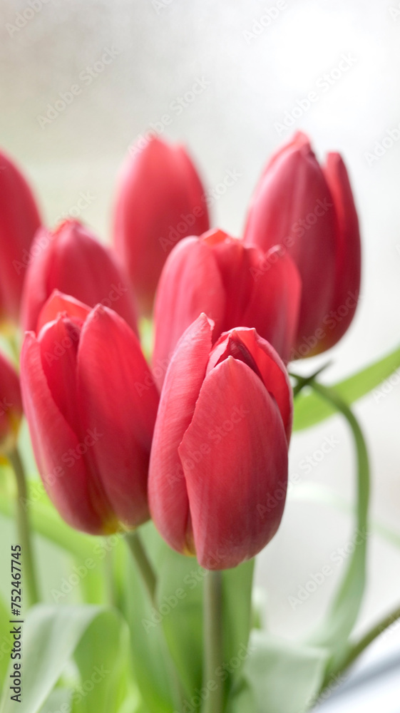 Fototapeta premium offrir des tulipes