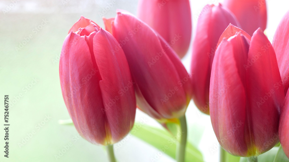 Naklejka premium tulipes rouges