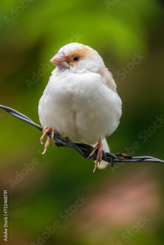 Known as the Society finch in North America and the Bengali finch or Bengalese finch elsewhere, Lonchura striata domestica is a domesticated finch not found in nature photo