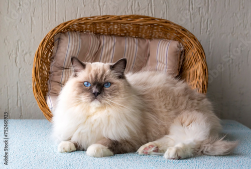 Cute pet ragdoll cat. Pet a...