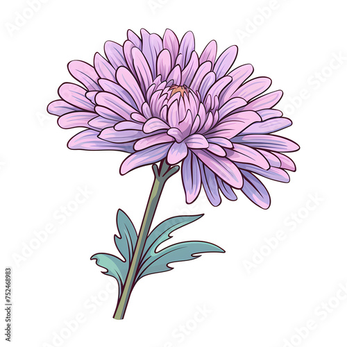 Pink chrysanthemum flower isolated on white background photo