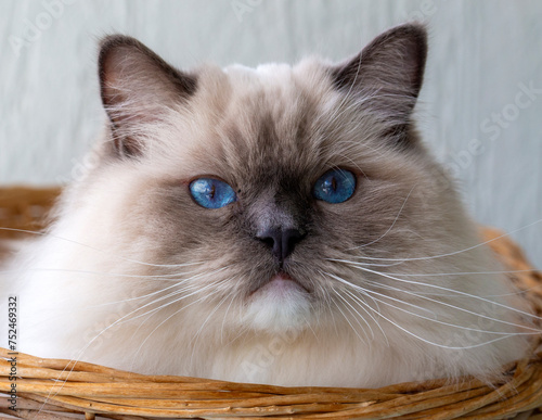 Cute pet ragdoll cat. Pet a...