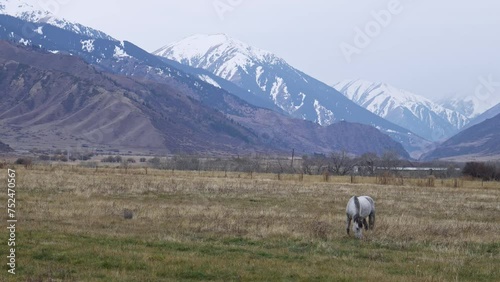 Mountain fields of the Tien Shan, Nature of Kazakhstan, Almaty photo