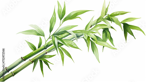 watercolor bamboo stalks and leaves on white clip art preview