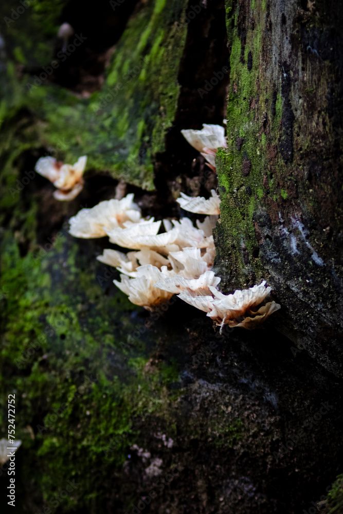 Fungos na Árvore de perto Fungos na Árvore de perto