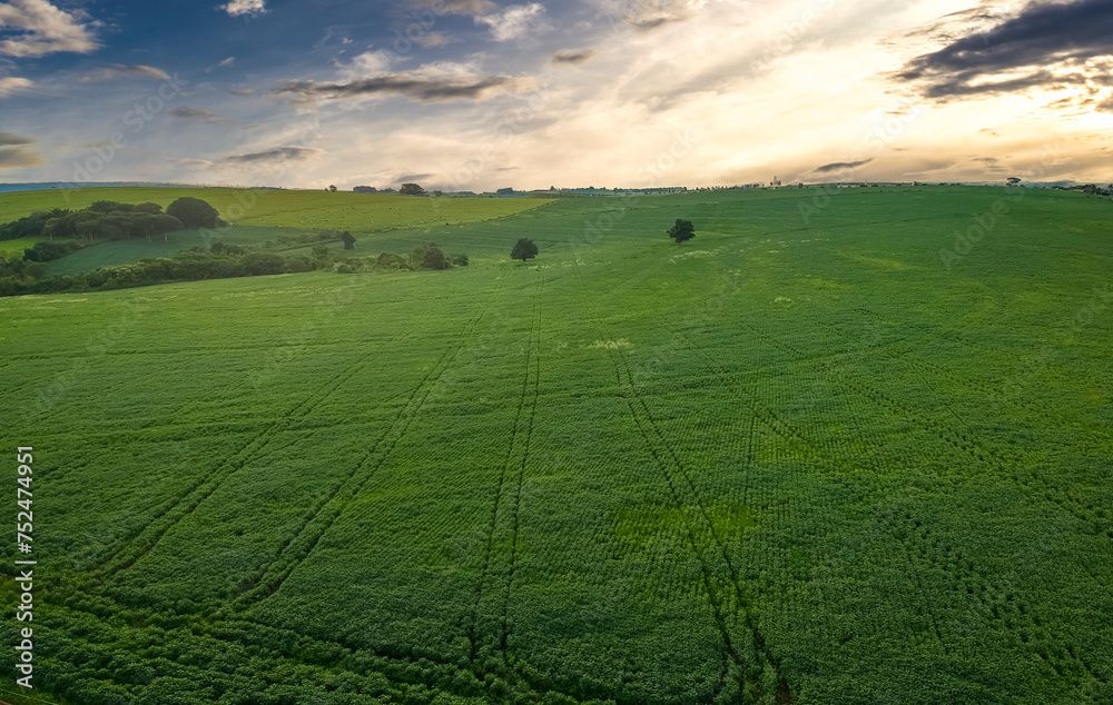 Aerial view of a still green soybean plantation, on a farm in the rural area, in Brazil