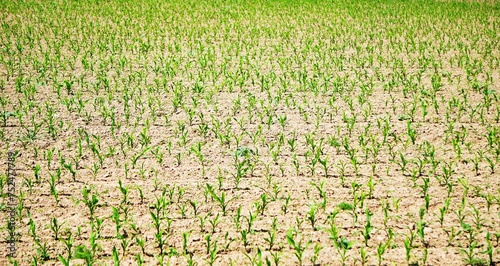 Uprawa kukurydzy na wsi. Młoda kukurydza rośnie na polu. Promienie słońca padają na uprawianą kukurydzę.
