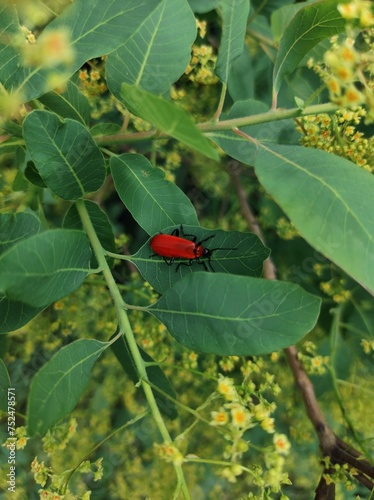 red bug on a leaf
