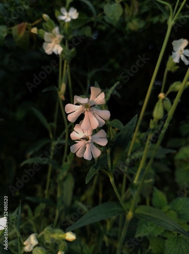 white flower in the park