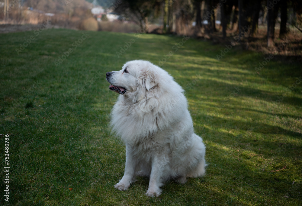 The Pyrenean Mountain Dog is a breed of livestock guardian dog from France, where it is known as the Chien de Montagne des Pyrénée It is called the Great Pyrenees in the United States. The Pyrenean Mountain Dog is a breed of livestock guardian dog from France, where it is known as the Chien de Montagne des Pyrénée It is called the Great Pyrenees in the United States.