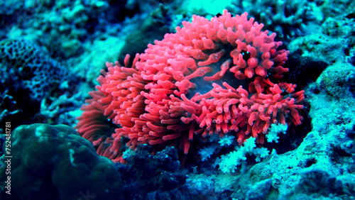 Rote Anemone