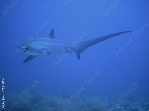Fuchshai Malapascua Treshershark