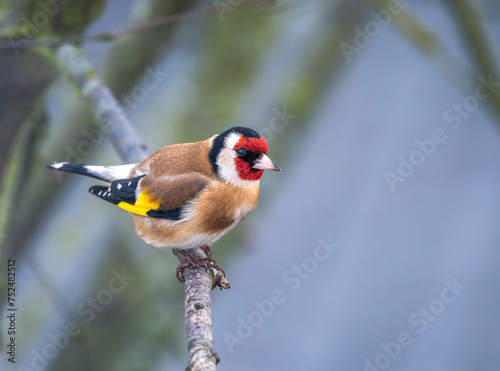 European goldfinch perching on the branch of a tree