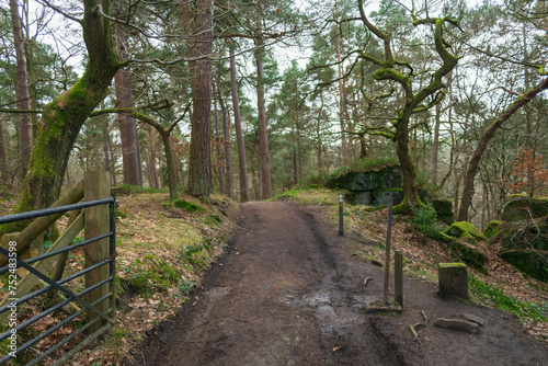 path in the woods