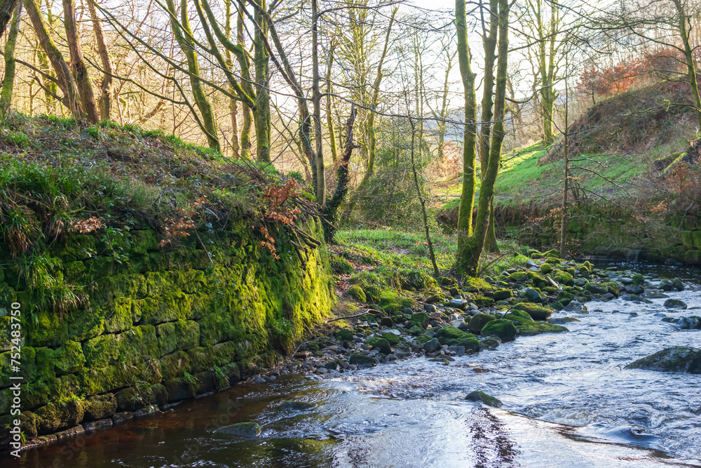 Obraz premium river in the forest