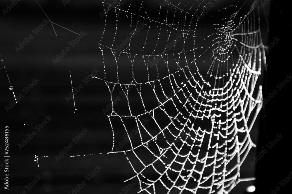 Fototapeta premium Web of Water