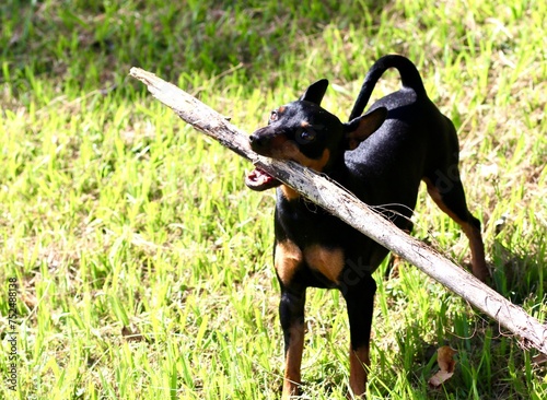 cute black pinscher