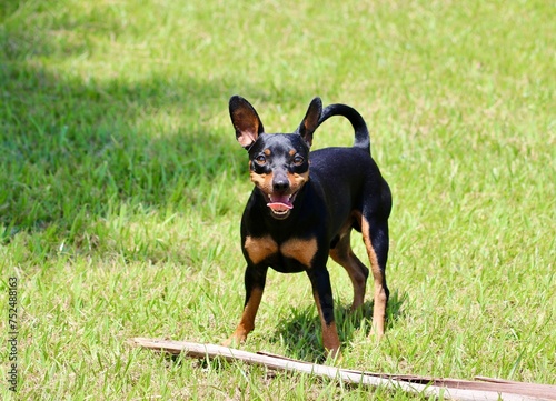 cute black pinscher