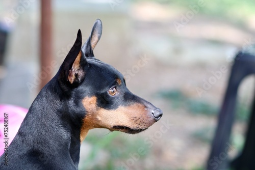 cute black pinscher