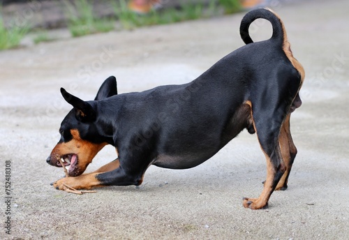 cute black pinscher