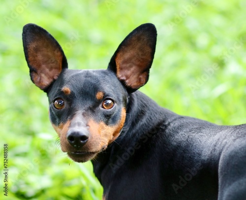 cute black pinscher