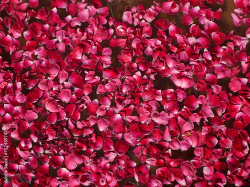 motif de fleurs naturelles roses sur l'eau