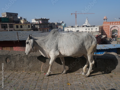 Vache en Inde marchant sur la route