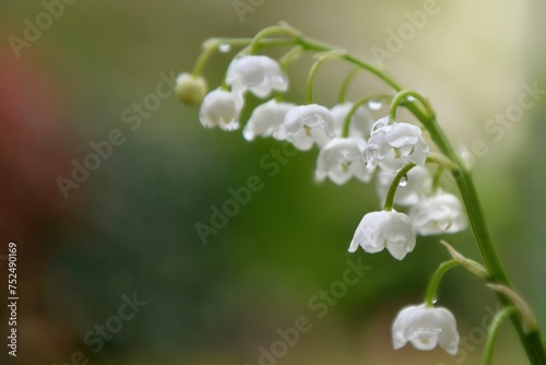 close up on bells of pretty  fresh sprig of lily of valley blooming and cover...