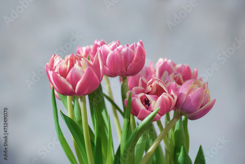 closeup of beautiful pink double-flowered tulip flowers isolated on clear bac...