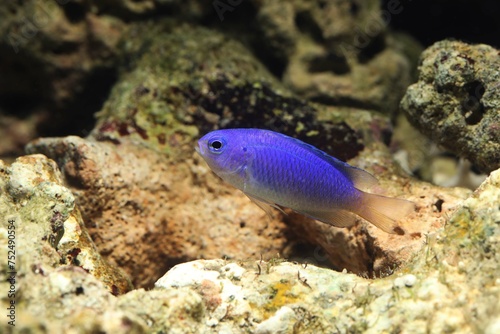 Neon or Blue and Gold Damselfish (Pomacentrus coelestis) photo
