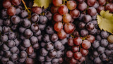 Czerwone winogrona tło