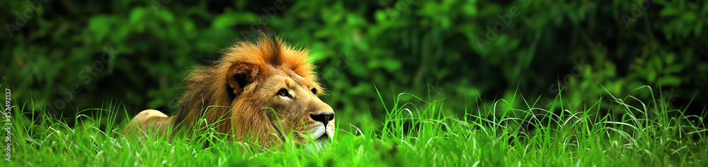 Leão na grama verde - Panorâmico - obrazy, fototapety, plakaty 