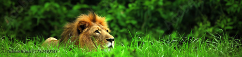 Leão na grama verde - Panorâmico