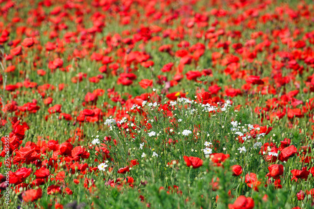 Poppies and Chamomile flower nature background spring season