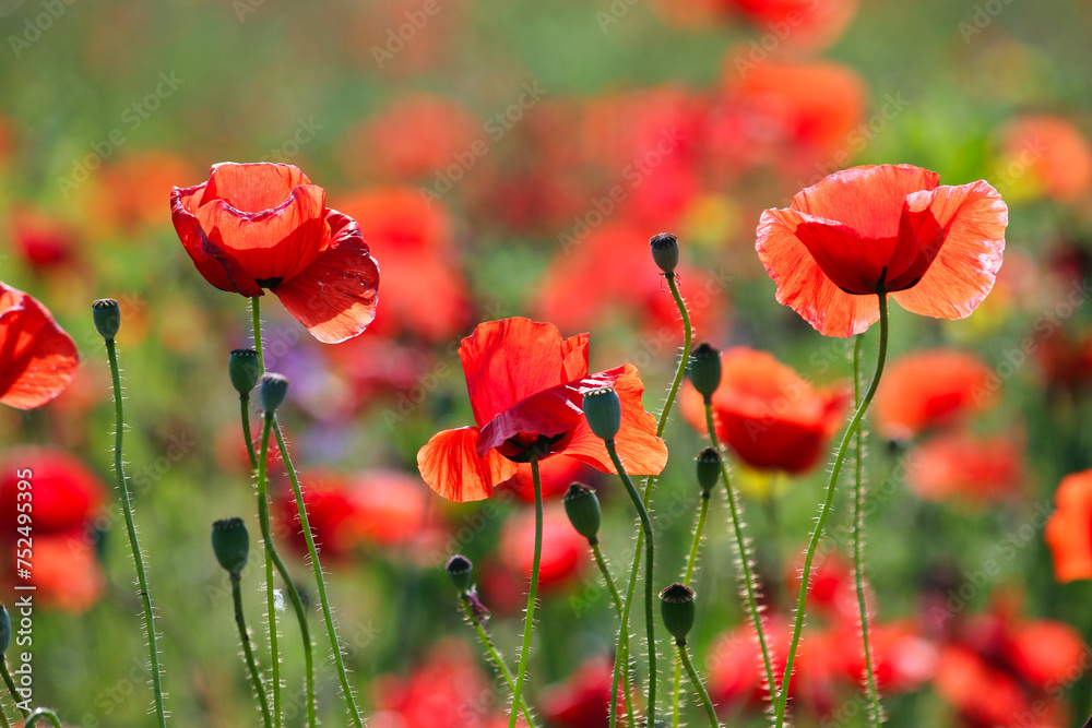 Poppies flower meadow nature background spring season Poppies flower meadow nature background spring season