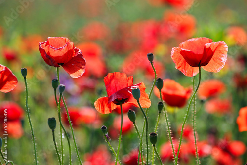 Poppies flower meadow nature background spring season